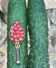 今天晚上吃吃饺子....呸呸呸